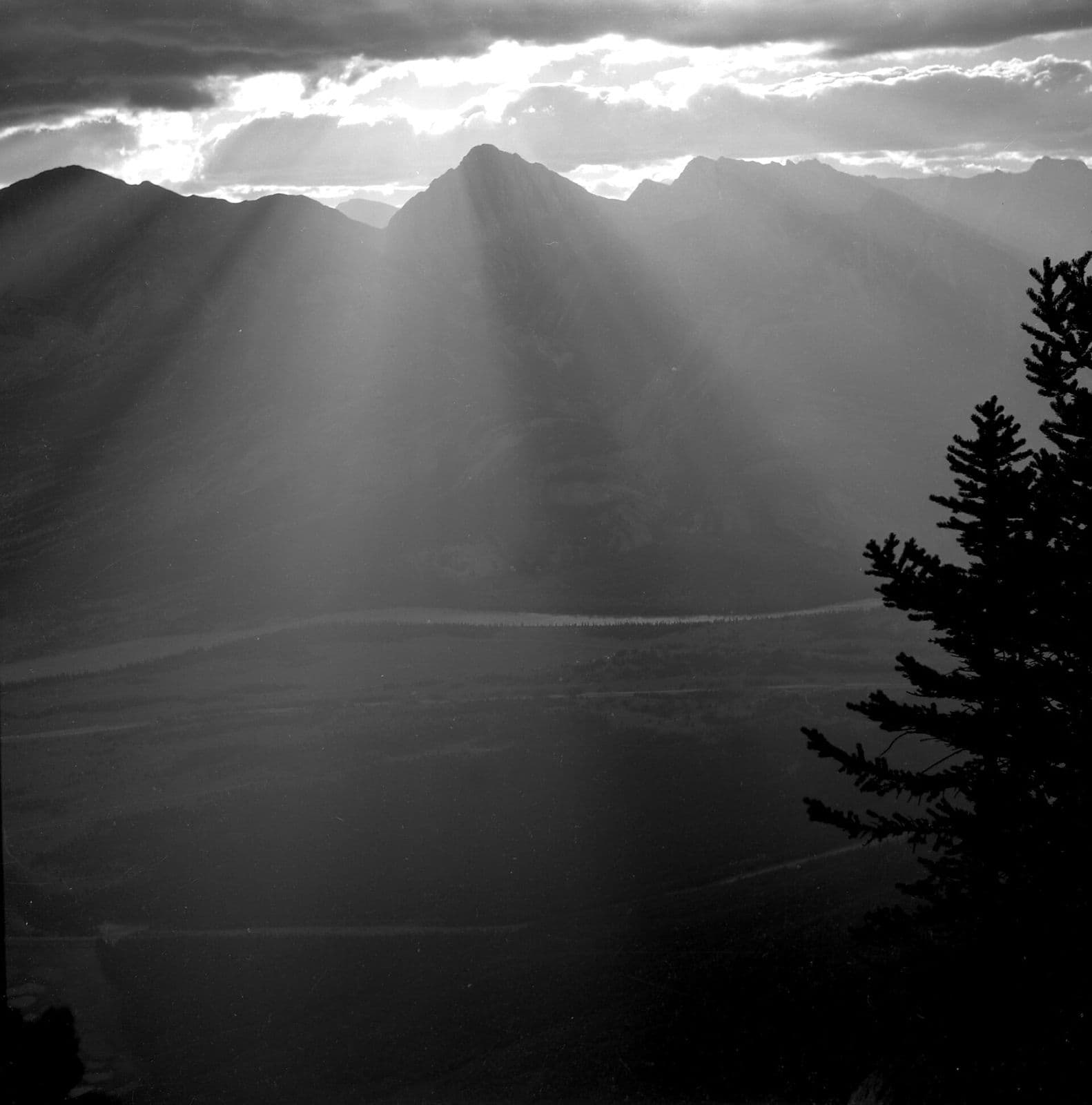 Jasper