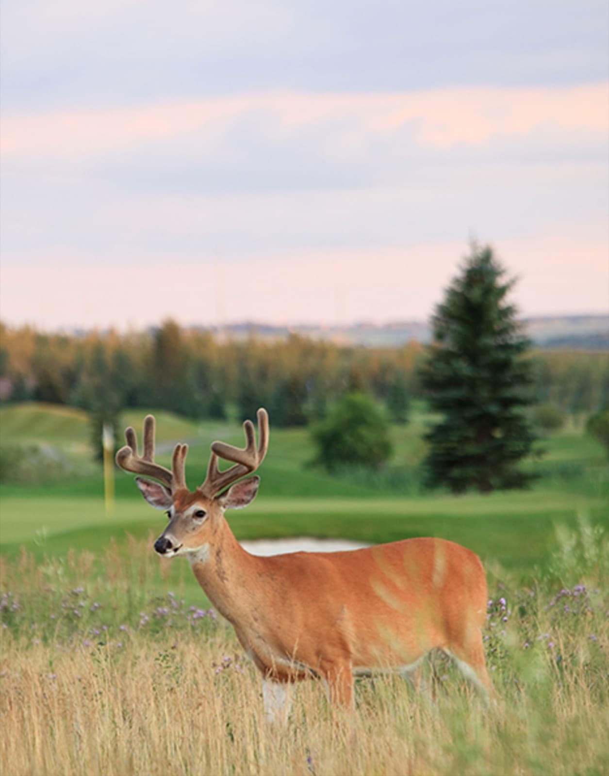 McKenzie Meadows Golf Club